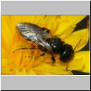 Panurgus calcaratus - Zottelbiene m002c 8mm - Teverener Heide det.jpg